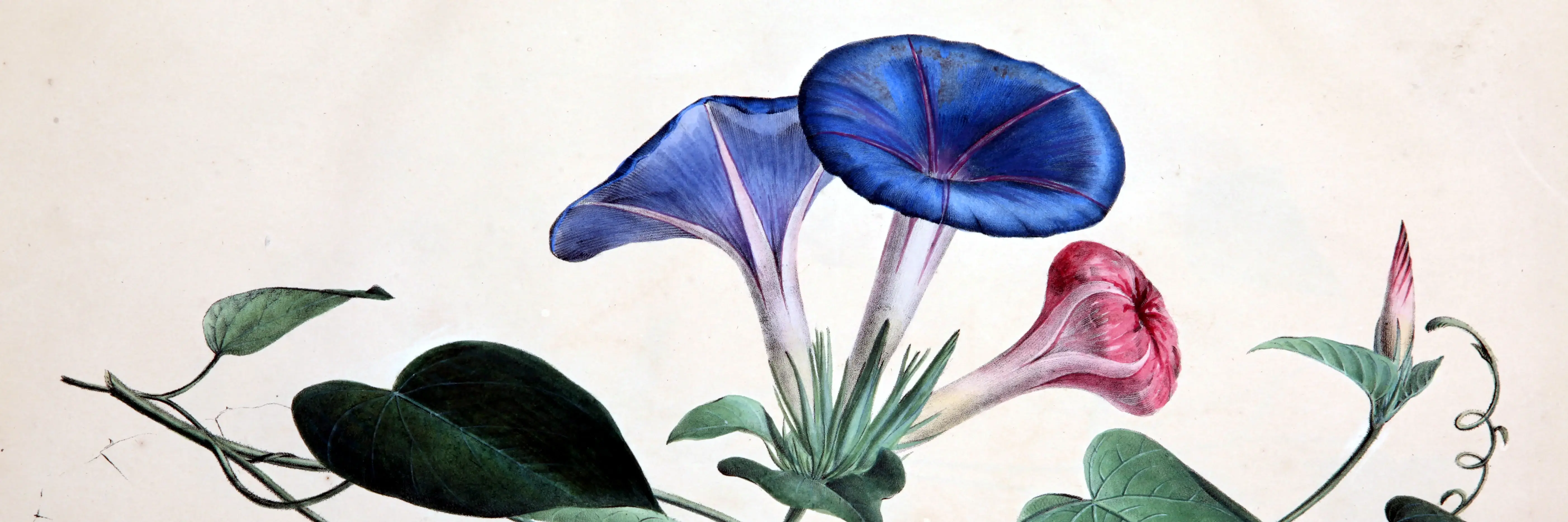 Header Kulturelles Erbe Digital Digitalisiat aus der Hochschul- und Landesbibliothek RheinMain