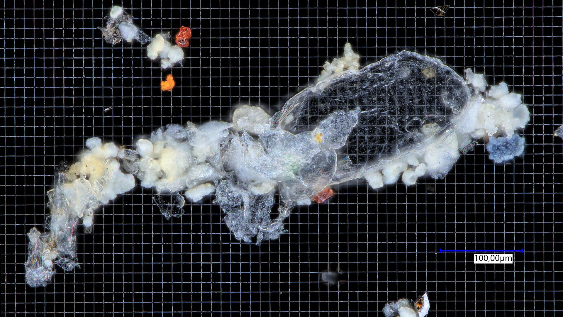 MP-Agglomerat Agglomerat von Mikroplastik unterm Mikroskop