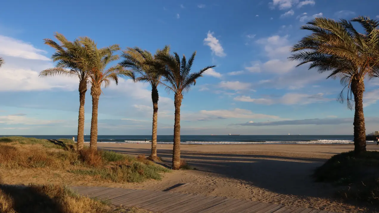 Auf dem Bild sind Strand, Palmen und Meer abgebildet