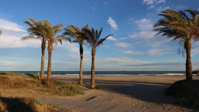 Auf dem Bild sind Strand, Palmen und Meer abgebildet