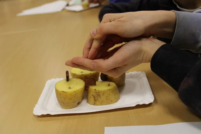 Kartoffelbatterie bringt LED zum Leuchten
