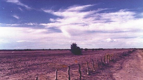 Eine dürre Landschaft ist zu sehen mit ausgetrocknete Bäumen.