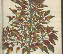 Der Dreifarbige Fuchsschwanz (Amaranthus tricolor)
