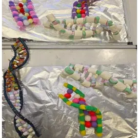 Die Abbildung zeigt mehrere Modelle von DNA-Doppelhelixen, die aus bunten Süßigkeiten und Marshmallows aufgebaut sind. Die Strukturen sind auf einer Aluminiumfolie angeordnet, wobei verschiedene Farben und Formen zur Darstellung der DNA verwendet werden.
