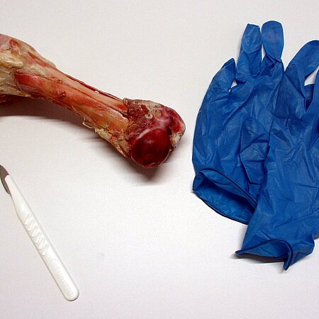 Schweineknochen mit Skalpell und Einmalhandschuhen für Untersuchung am Femur vom Schwein