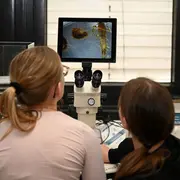 Zwei Teilnehmerinnen am Girls’Day 2026 sitzen an einem Tisch und schauen durch ein Mikroskop der Hochschule RheinMain. Auf dem Bildschirm hinter dem Mikroskop sind mikroskopische Aufnahmen von kleinen Organismen oder Proben zu sehen.