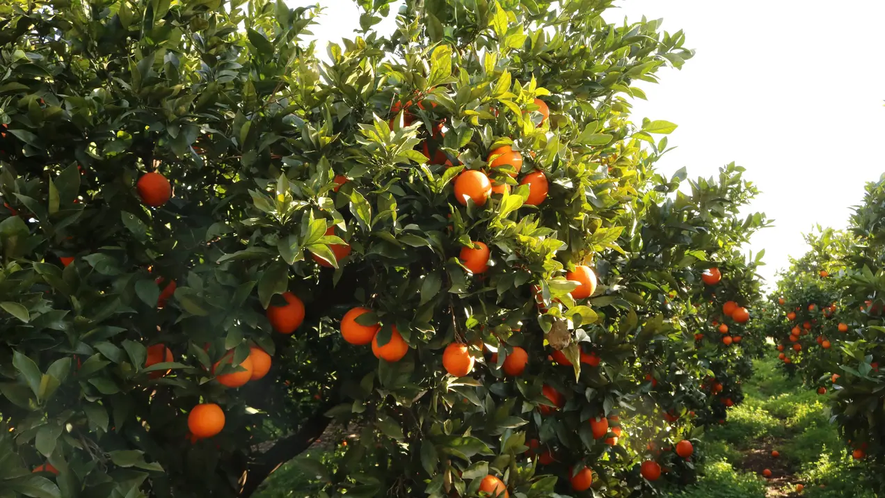 Auf dem Bild sind Orangenbäume zu sehen. Es hängen viele Orangen dran