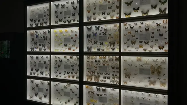 Ein Bild, das das Innere des Landesmuseums zeigt.