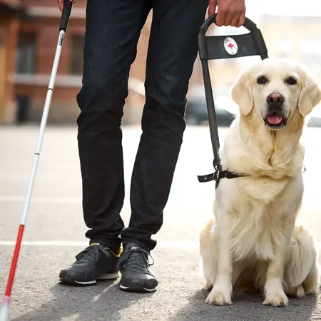 Person mit Langstock und Assistenzhund.