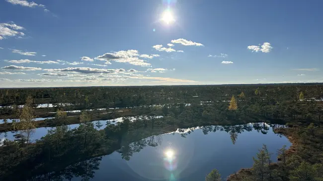 Auf dem Bild ist Natur Rigas zu erkennen. Mehrere Bäume zwischen Wasser sind abgebildet