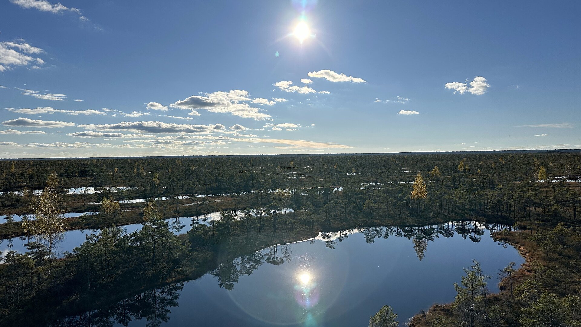 Auf dem Bild ist Natur Rigas zu erkennen. Mehrere Bäume zwischen Wasser sind abgebildet