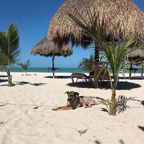 Ein Hund liegt an einem Strand