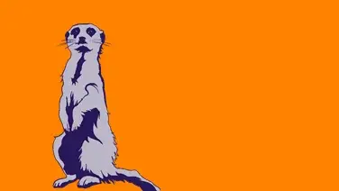 Erdmännchen auf orangenem Hintergrund