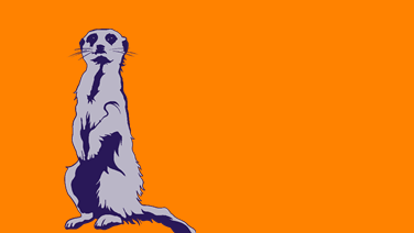 FeedbackPLUS - Erdmännchen Erdmännchen auf orangenem Hintergrund