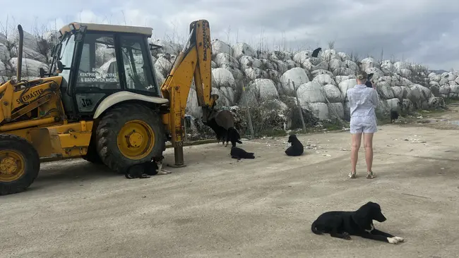 Szene mit ruhenden Hunden, gelbem Bagger und Zerina Kaps fotografierend