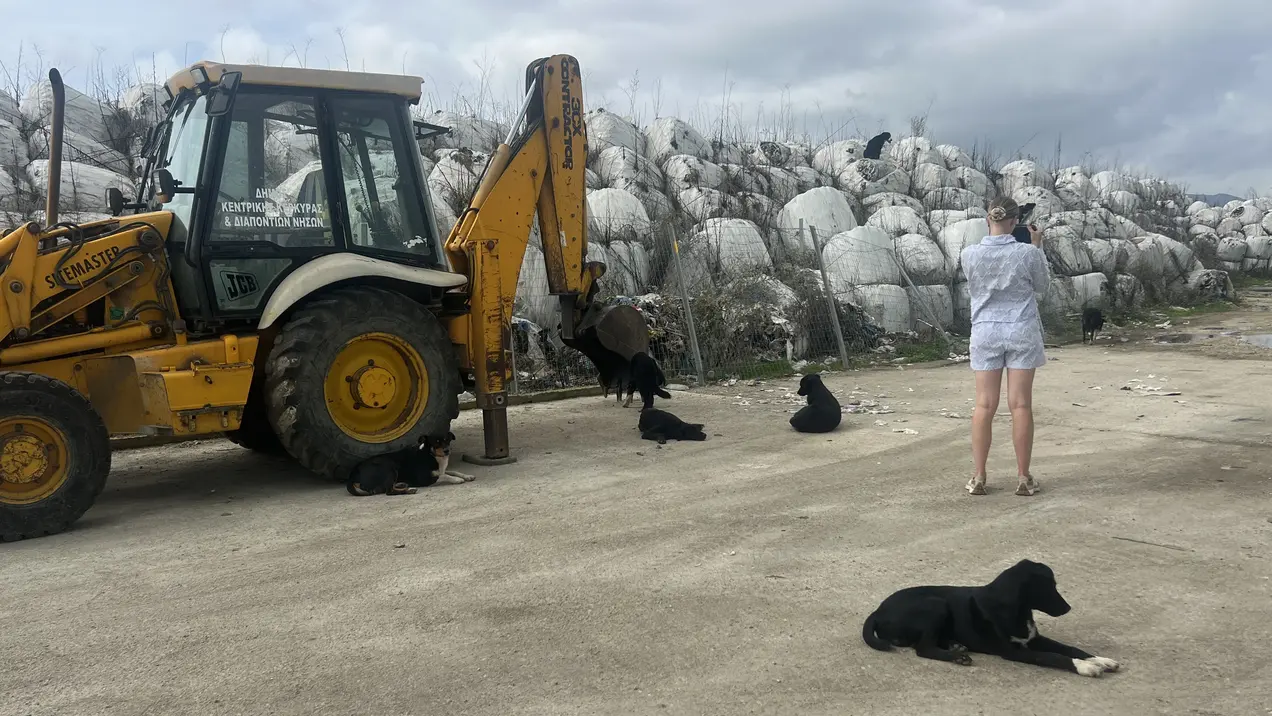 Szene mit ruhenden Hunden, gelbem Bagger und Zerina Kaps fotografierend